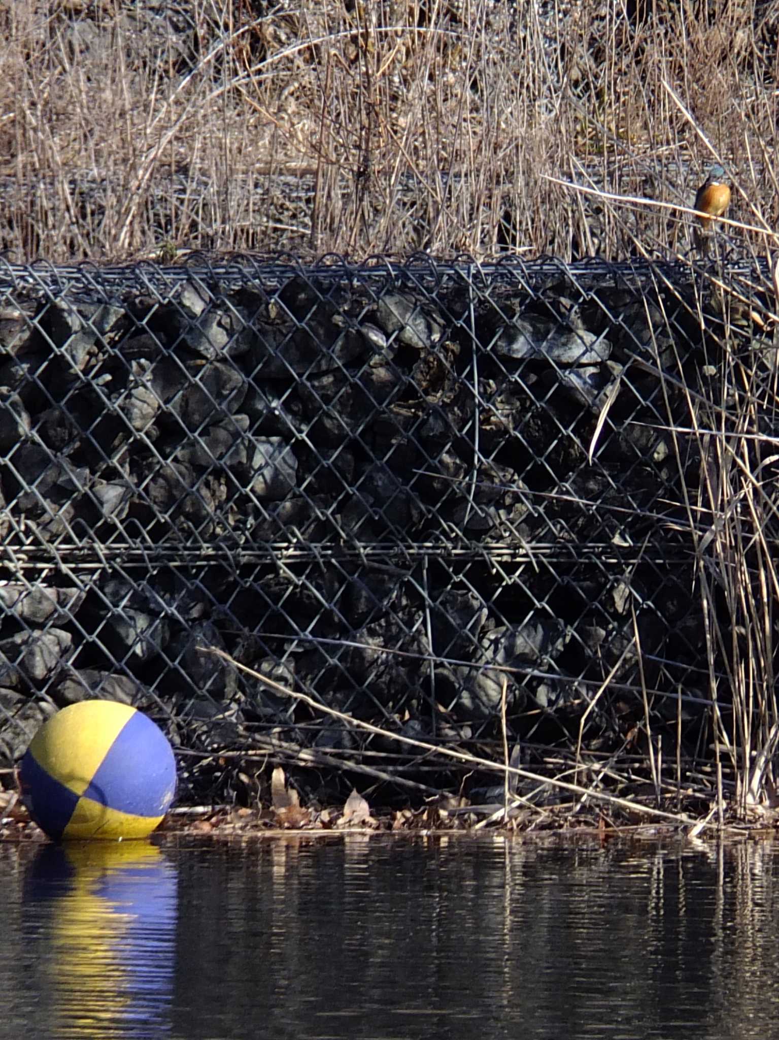 新横浜公園 カワセミの写真 by 丁稚