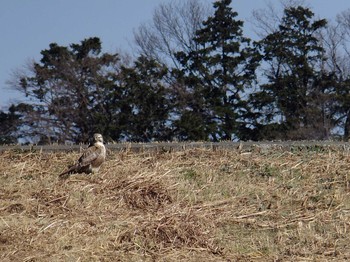 2021年1月21日(木) 新横浜公園の野鳥観察記録