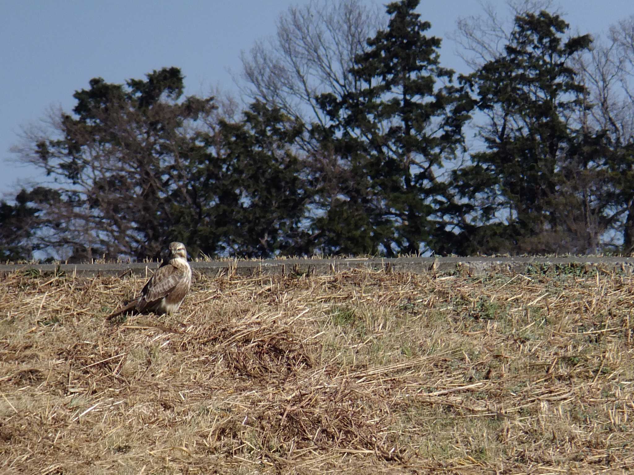 新横浜公園 ノスリの写真 by 丁稚