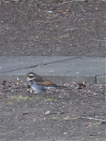 Dusky Thrush Shin-yokohama Park Thu, 1/21/2021