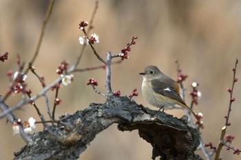 Daurian Redstart Unknown Spots Thu, 1/21/2021