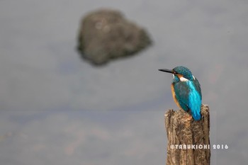 Common Kingfisher Nogawa Mon, 11/14/2016