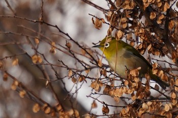 Warbling White-eye 武庫川 Sat, 1/16/2021