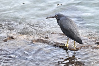 Fri, 1/22/2021 Birding report at 伊豆諸島北部