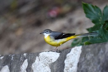 Grey Wagtail 伊豆諸島北部 Fri, 1/22/2021