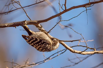 Japanese Pygmy Woodpecker Komiya Park Sun, 2/9/2020