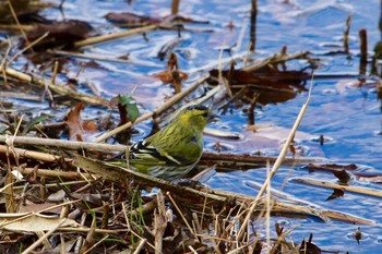 Eurasian Siskin Mizumoto Park Thu, 12/15/2016