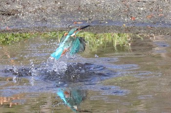 カワセミ 愛知県森林公園 2020年12月20日(日)