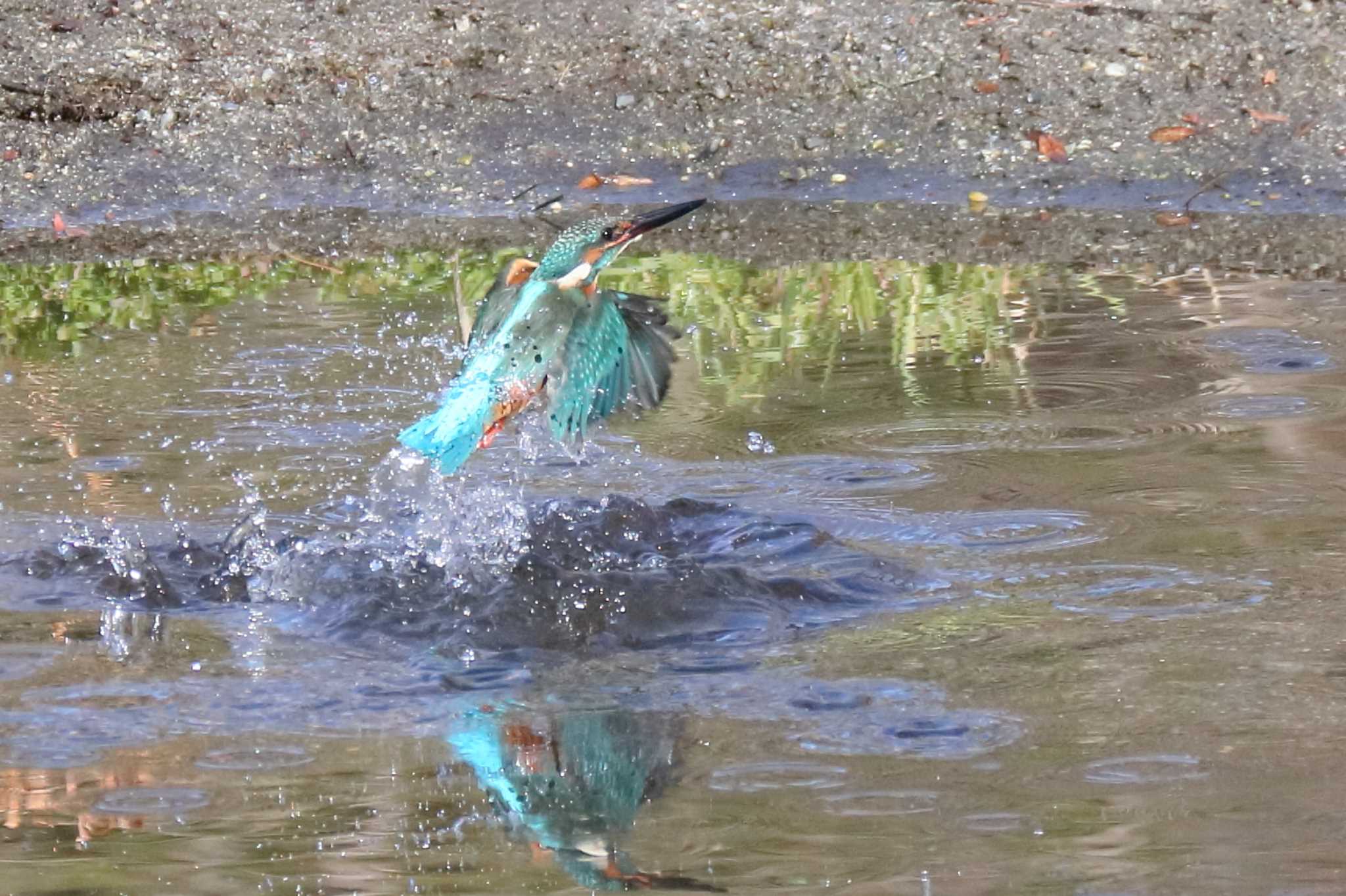 Photo of Common Kingfisher at 愛知県森林公園 by よつくん