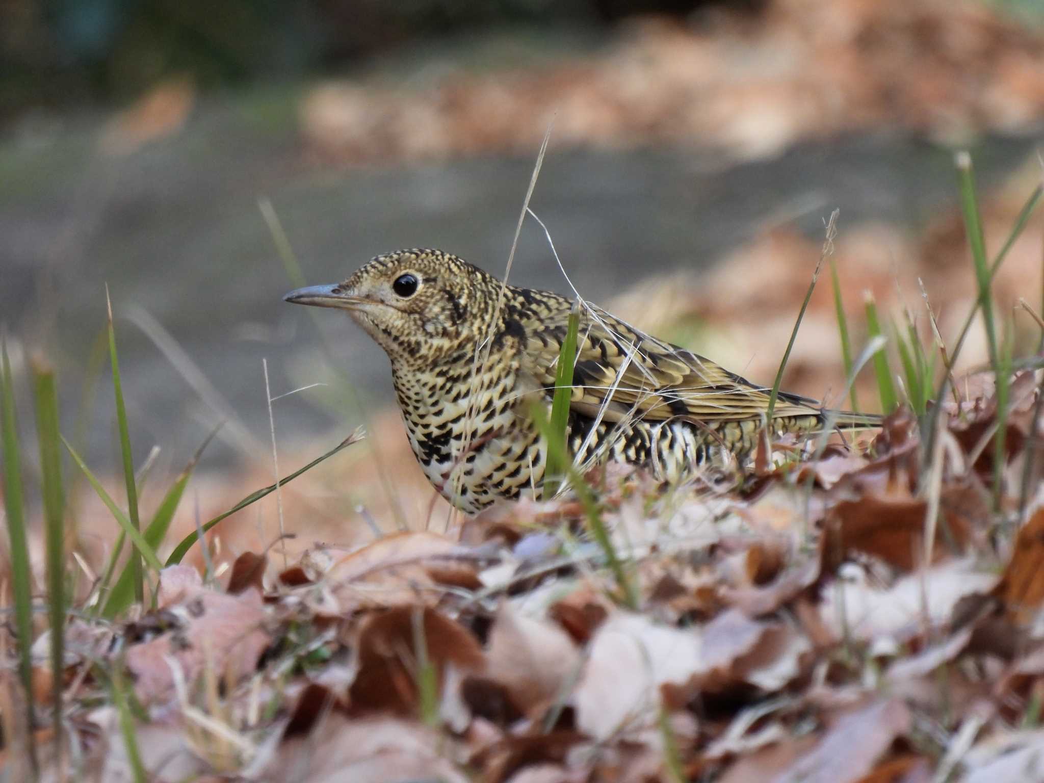 愛知県森林公園 トラツグミの写真 by よつくん