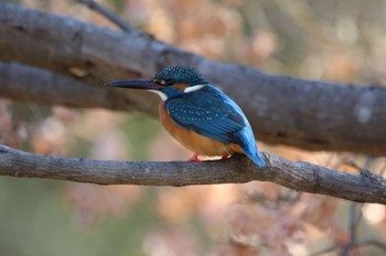 2021年1月21日(木) 奈良公園の野鳥観察記録