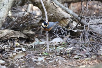 2021年1月21日(木) 春日山原始林の野鳥観察記録