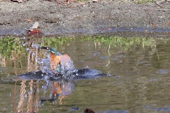 カワセミ 愛知県森林公園 2020年12月20日(日)