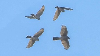 Eurasian Sparrowhawk 恩田川 Fri, 1/22/2021