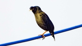 Crested Myna 恩田川 Fri, 1/22/2021