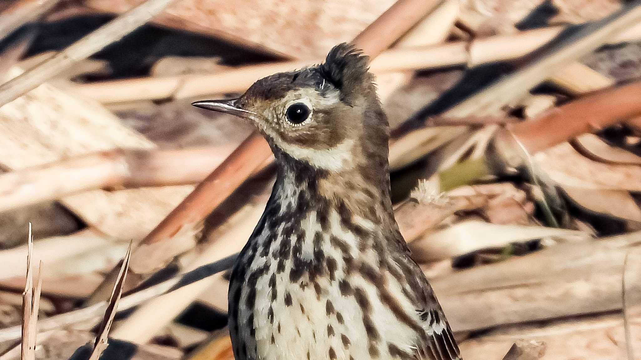 珍しい頭のタヒバリ