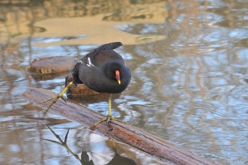 バン 馬見丘陵公園 2021年1月19日(火)