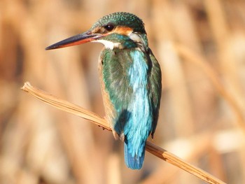 2021年1月22日(金) 21世紀の森と広場(千葉県松戸市)の野鳥観察記録