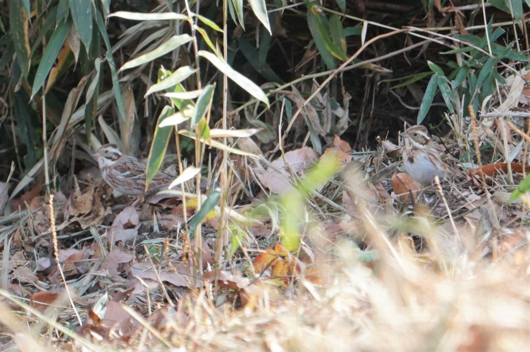 Rustic Bunting