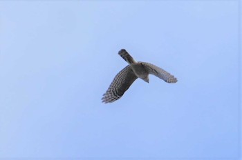 Wed, 1/20/2021 Birding report at きずきの森(北雲雀きずきの森)