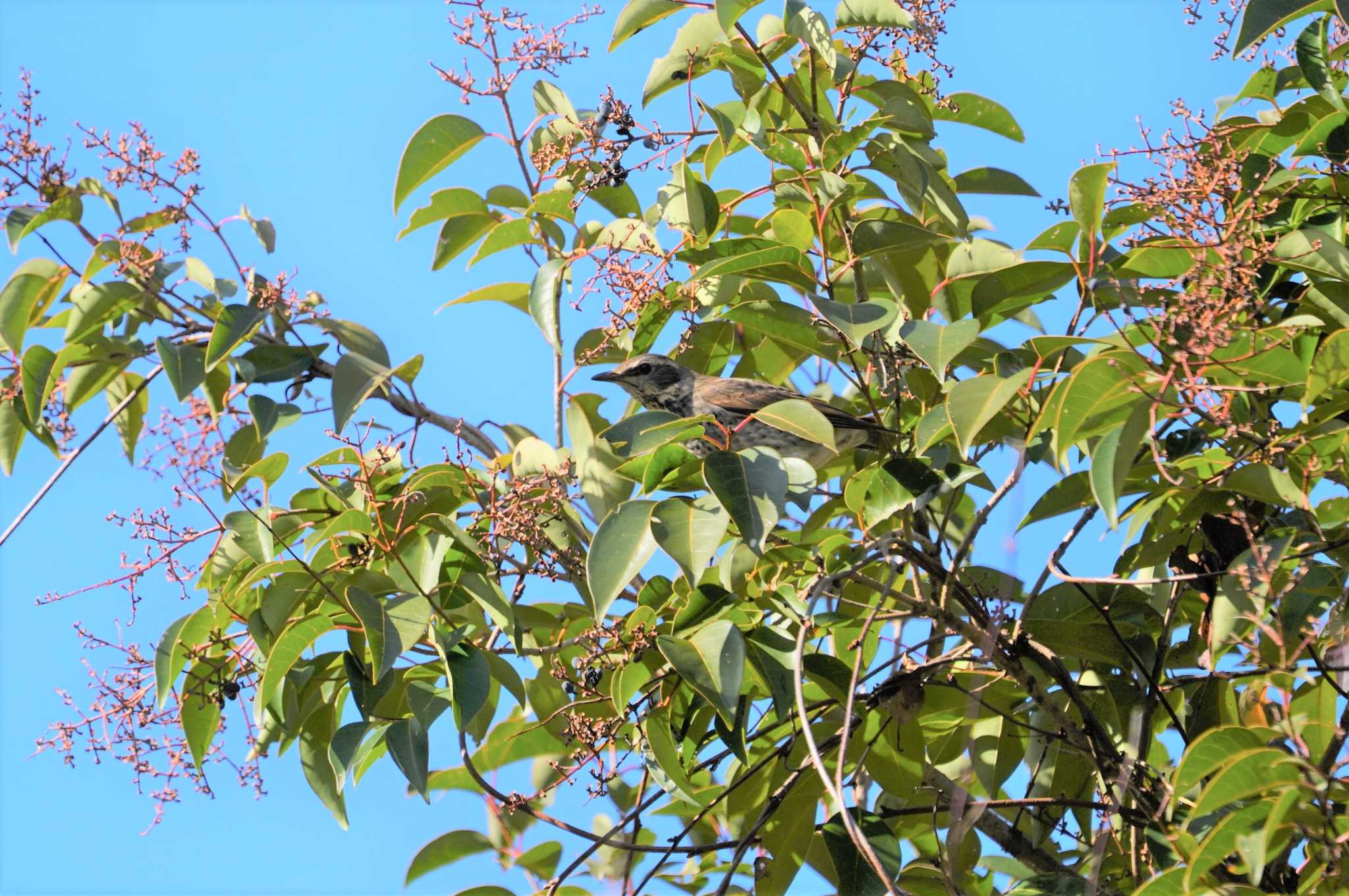 Dusky Thrush