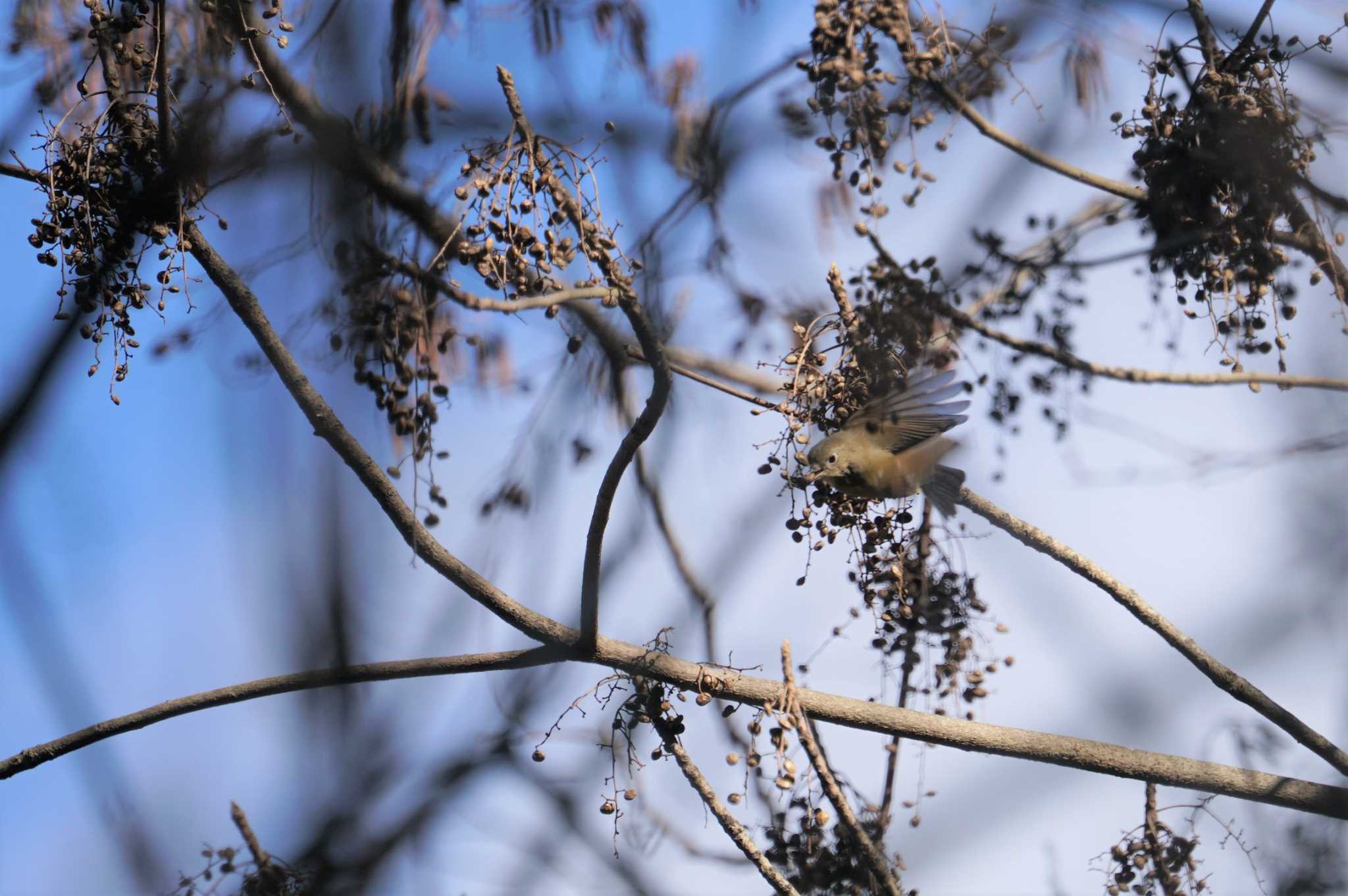 Photo of Red-flanked Bluetail at きずきの森(北雲雀きずきの森) by マル