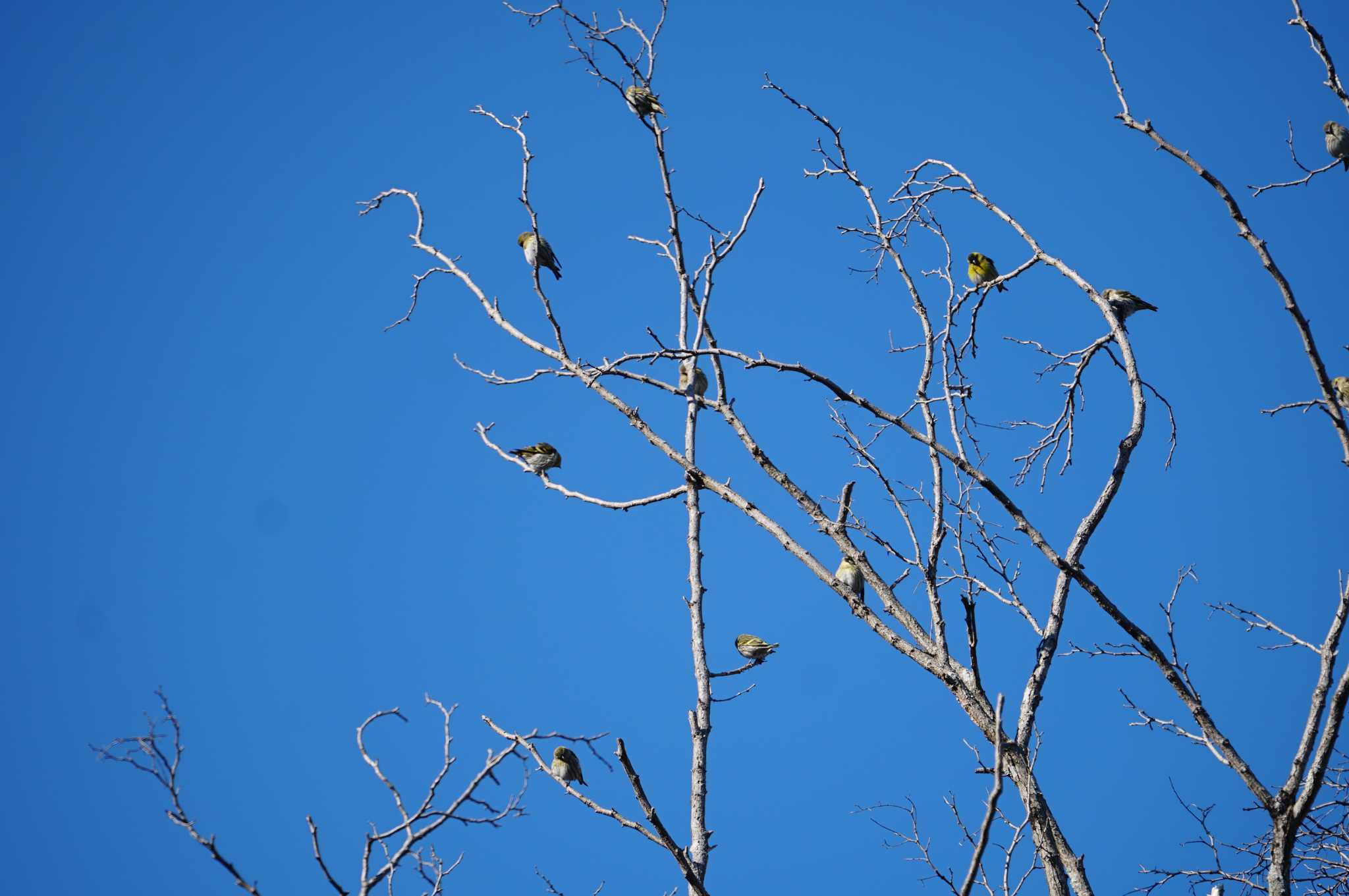 Eurasian Siskin