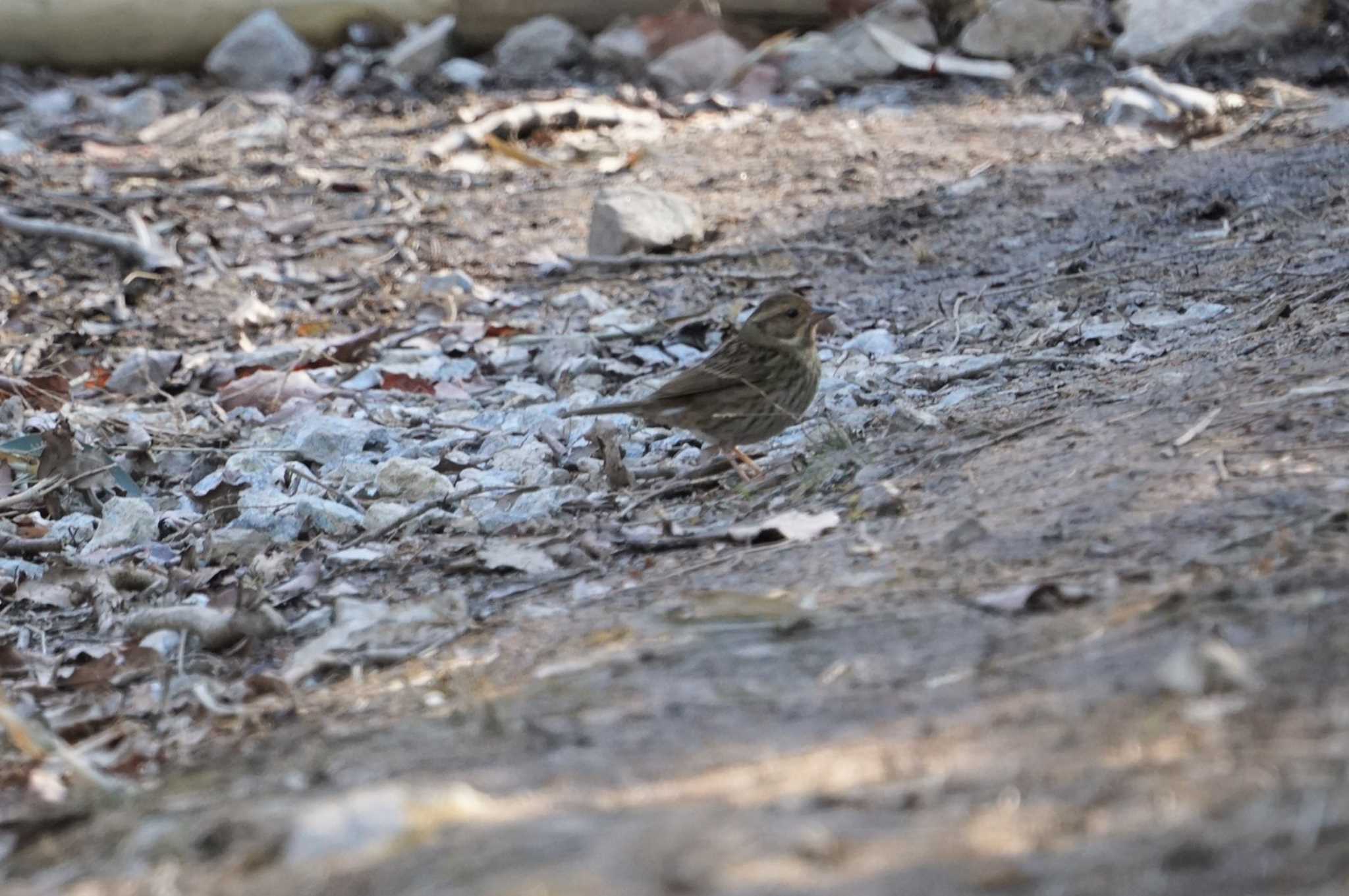 Grey Bunting