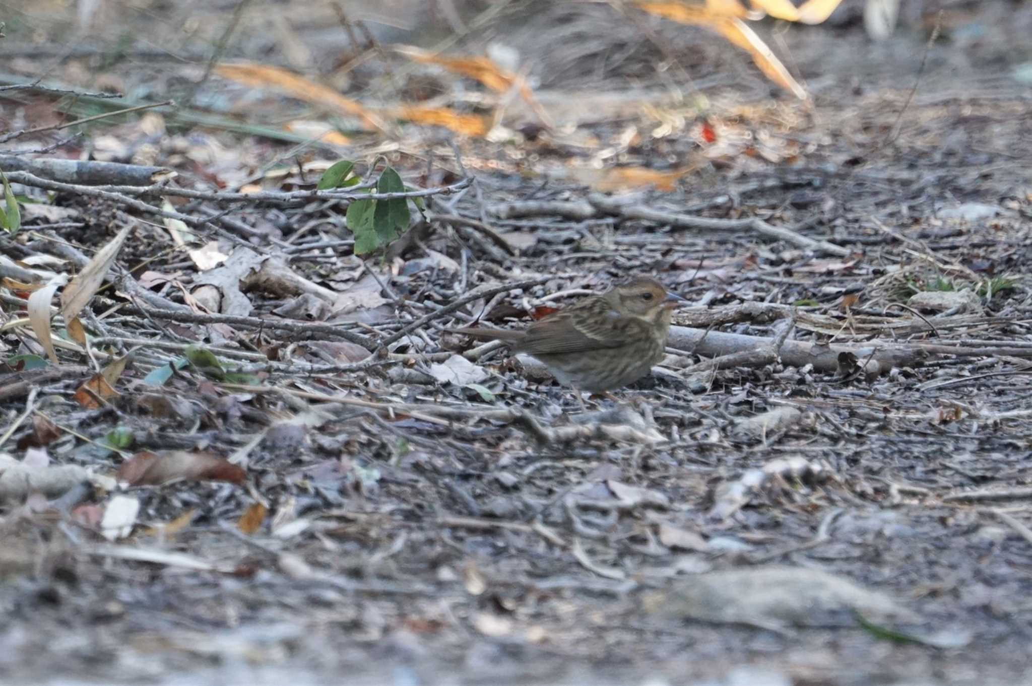 Photo of Grey Bunting at きずきの森(北雲雀きずきの森) by マル