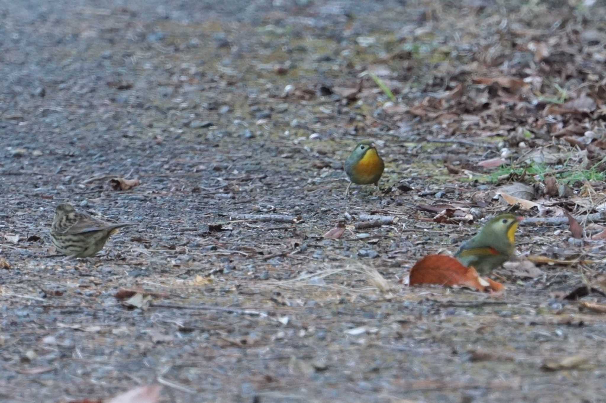 Photo of Red-billed Leiothrix at きずきの森(北雲雀きずきの森) by マル