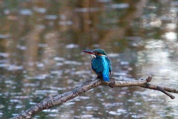 カワセミ 水元公園 2016年12月15日(木)