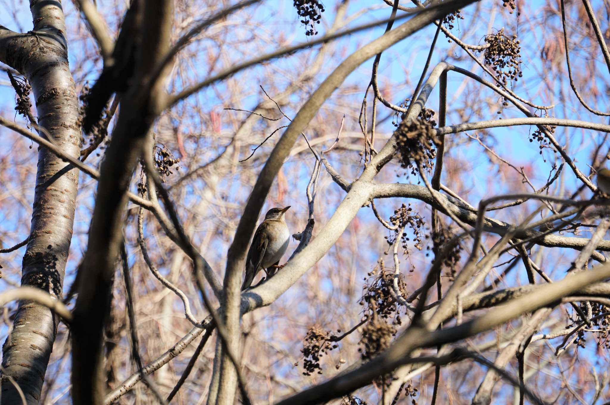 Photo of Pale Thrush at きずきの森(北雲雀きずきの森) by マル