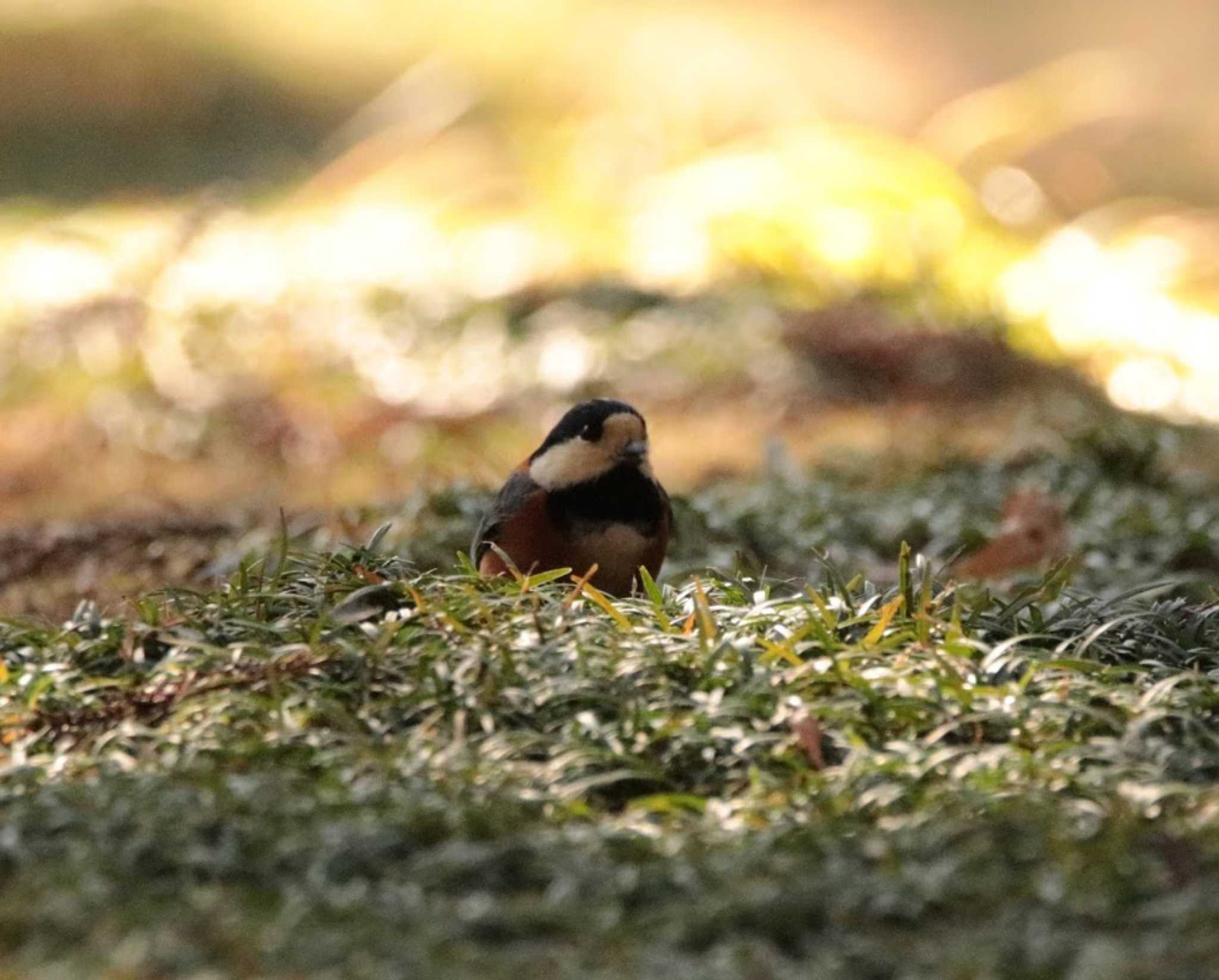 播磨中央公園　稲美町　 ヤマガラの写真 by FujiKen