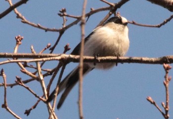 エナガ 播磨中央公園　稲美町　 2021年1月21日(木)