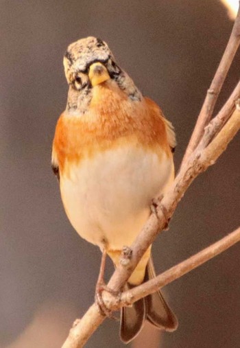 2021年1月21日(木) 播磨中央公園　稲美町　の野鳥観察記録