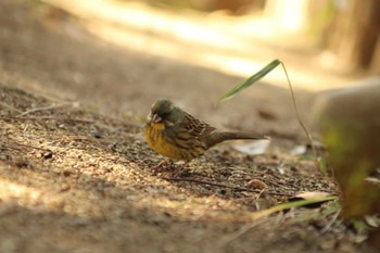 アオジ 播磨中央公園　稲美町　 2021年1月21日(木)