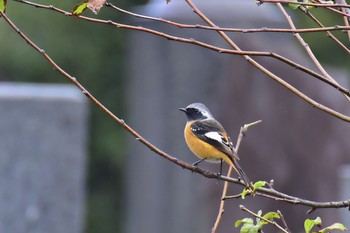 ジョウビタキ 染井霊園 2016年11月11日(金)