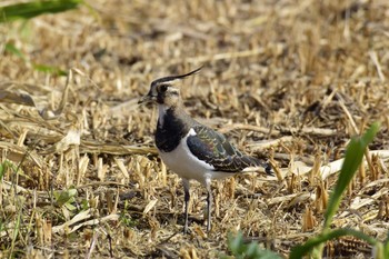 Northern Lapwing 平塚市 Sun, 11/6/2016