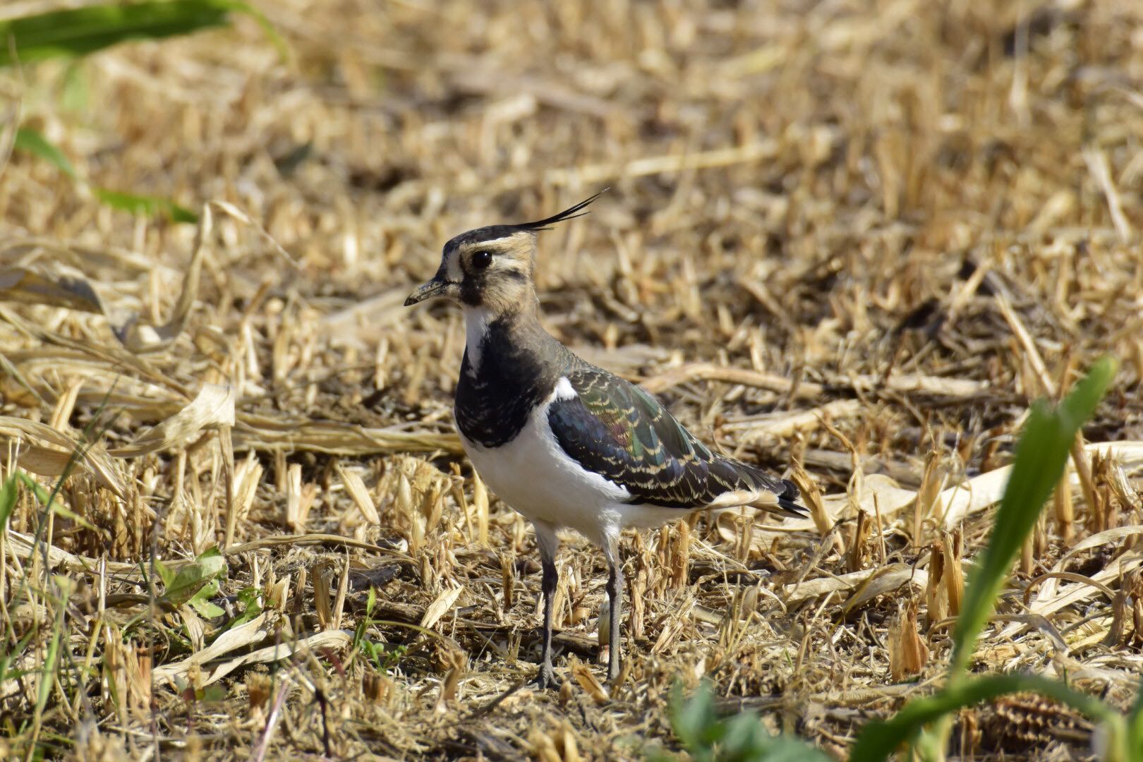 Photo of Northern Lapwing at 平塚市 by サイゼリアン