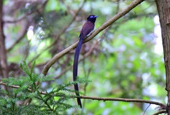 Black Paradise Flycatcher 森戸川 Sun, 6/19/2016