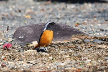 ジョウビタキ 嵯峨野 2021年1月21日(木)