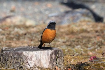 ジョウビタキ 嵯峨野 2021年1月21日(木)