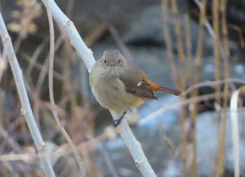 Fri, 1/22/2021 Birding report at 境川(境橋付近)