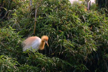 Eastern Cattle Egret 吉川市 Sun, 5/15/2016