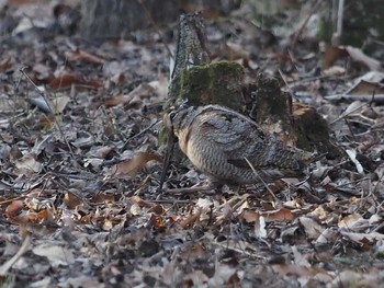 2021年1月22日(金) 横浜市の野鳥観察記録