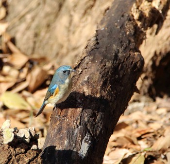 Red-flanked Bluetail 秋ヶ瀬公園 こどもの森 Thu, 12/15/2016