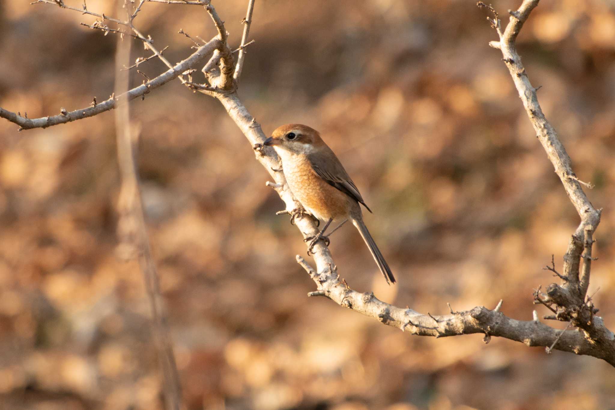 Bull-headed Shrike