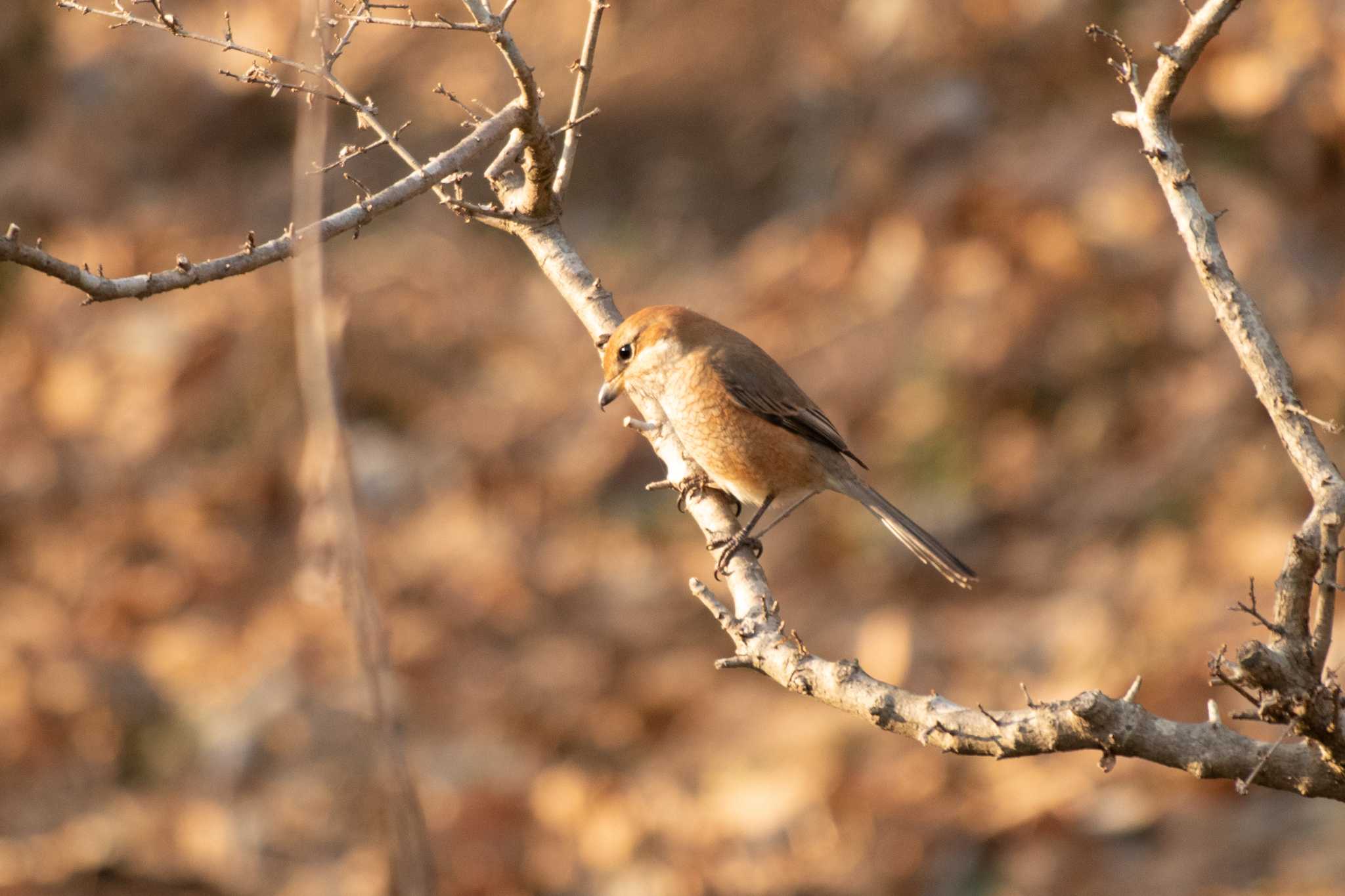 Bull-headed Shrike