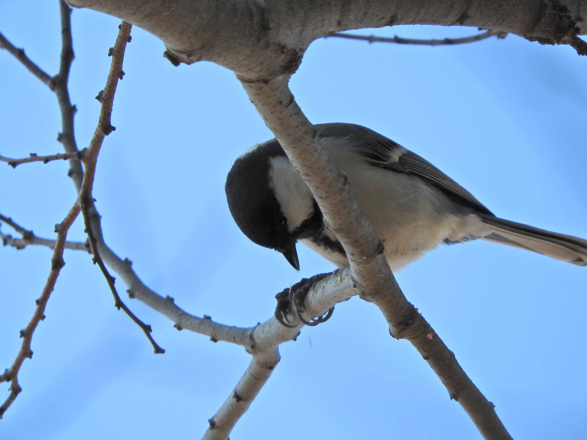 シジュウカラ