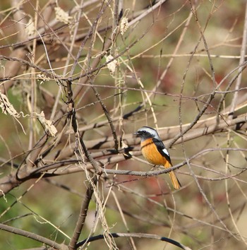 Daurian Redstart Akigase Park Thu, 12/15/2016